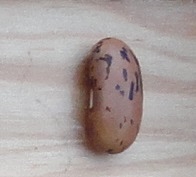 Gloire De Deuil