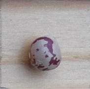 Bacita