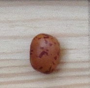 Cacahuete