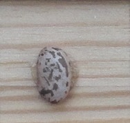 Cocomita