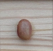 Flor De Julio