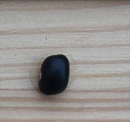 Negro Americano