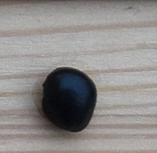Negro Bola