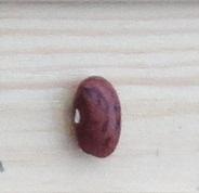 Canneberge