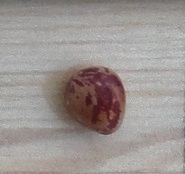 Iranian Egg