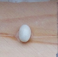 Petit Perle De Malines