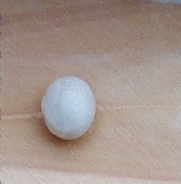 Onsoara De Moldava