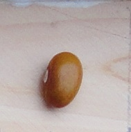 Beloruska Polni