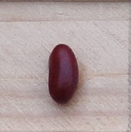 Baccacia