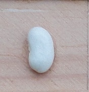 Kentucky Wonder White