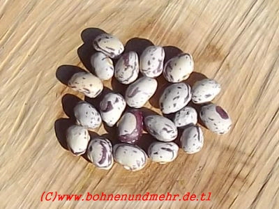 Borlotti