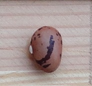 Ritchey Bird Egg