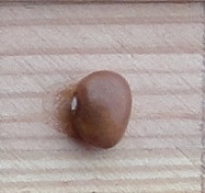 Pistrick 232
