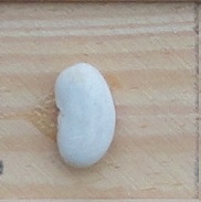 Fruhgold Ascherlebener