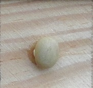 Zolfino