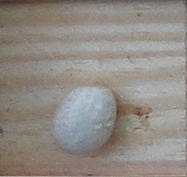 Coco Bianco Nano