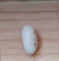 Burro d' Ingegnoli Nano