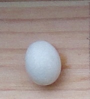 Haricot de Louvain