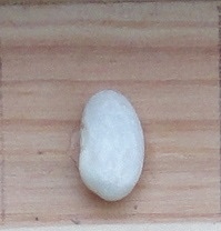 Raadsheer