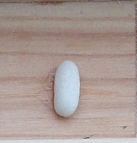 Blanc De Juillet