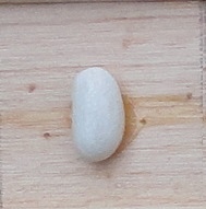Torrent d'Or