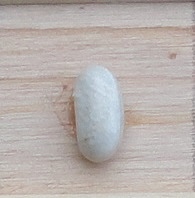 Antare