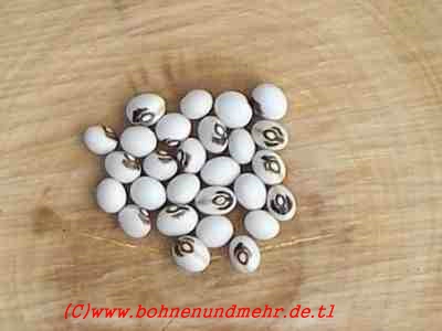 Engelsbohne (Monstranzbohne)