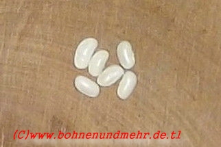 Flageolet