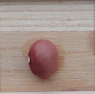 Paaseitjes