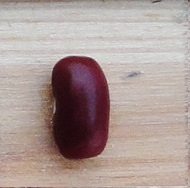Pommier