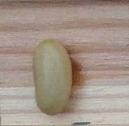 Einbohne