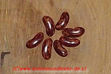 Einlochbohne