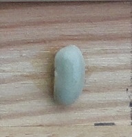 Flageolet de Touraine