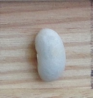 Flageolet Blanc d'Alliancelles