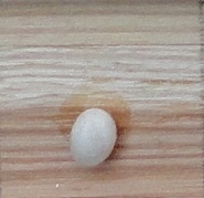 Pois De Sucre