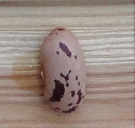 Berlaarse Kievitsboon
