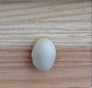 Princesse Perle de Malines II
