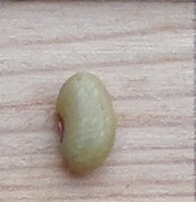 Kenia a Grain Vert