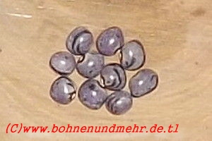 Cranberry Flieder