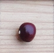 Dolicho
