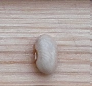 Nain du Bouscat