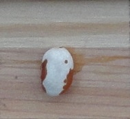 Zuni Shalako