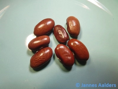 Kaulbeck's Tavern Bean