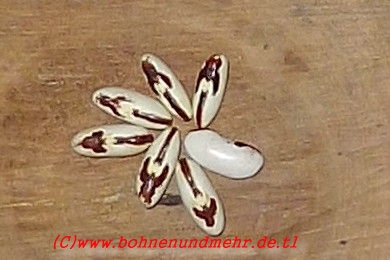 Heilige Boontje