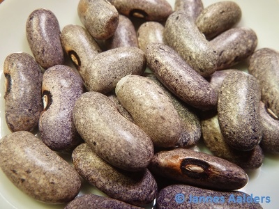 Giant Nilgiri