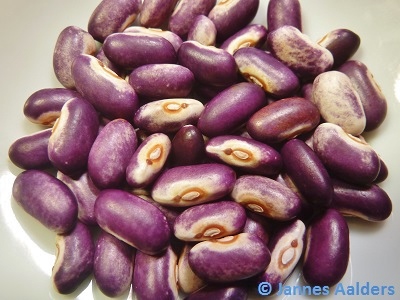Purple Prince