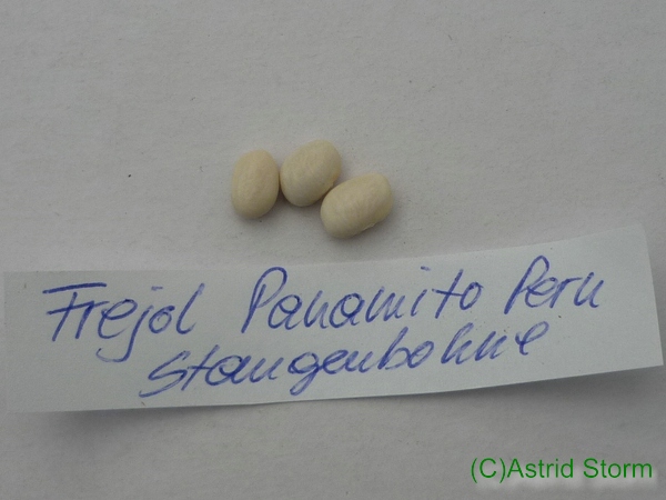 Frejol Panamito