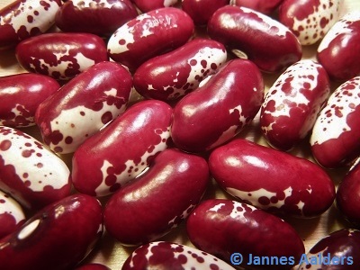 Neabel's Pole Bean