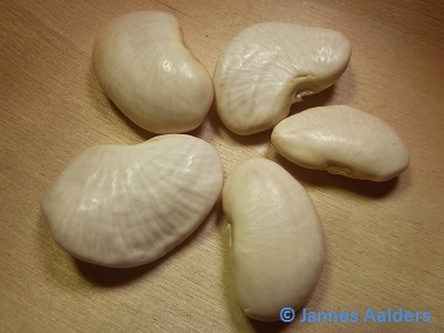 Dr. Martin (Lima bean)