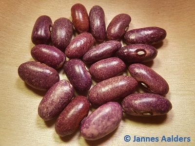 Purple Stardust